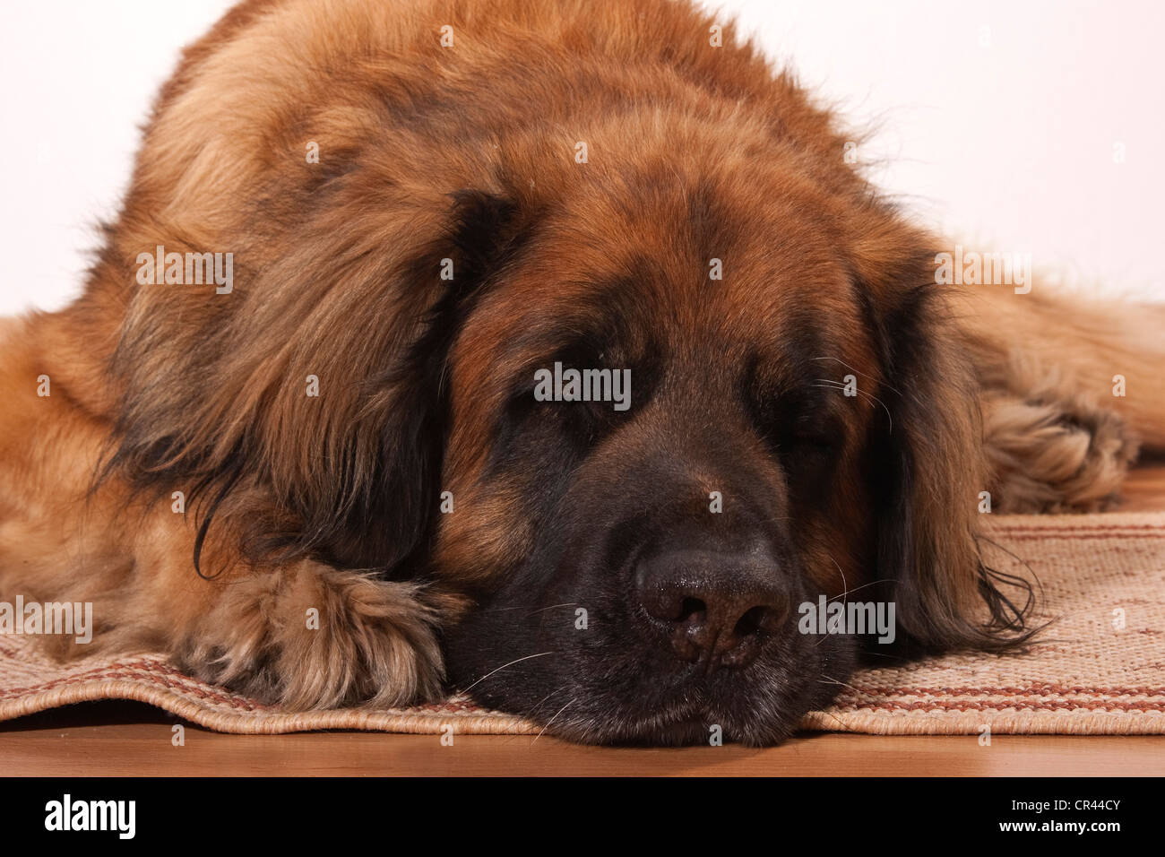 what do leonberger like to sleep on