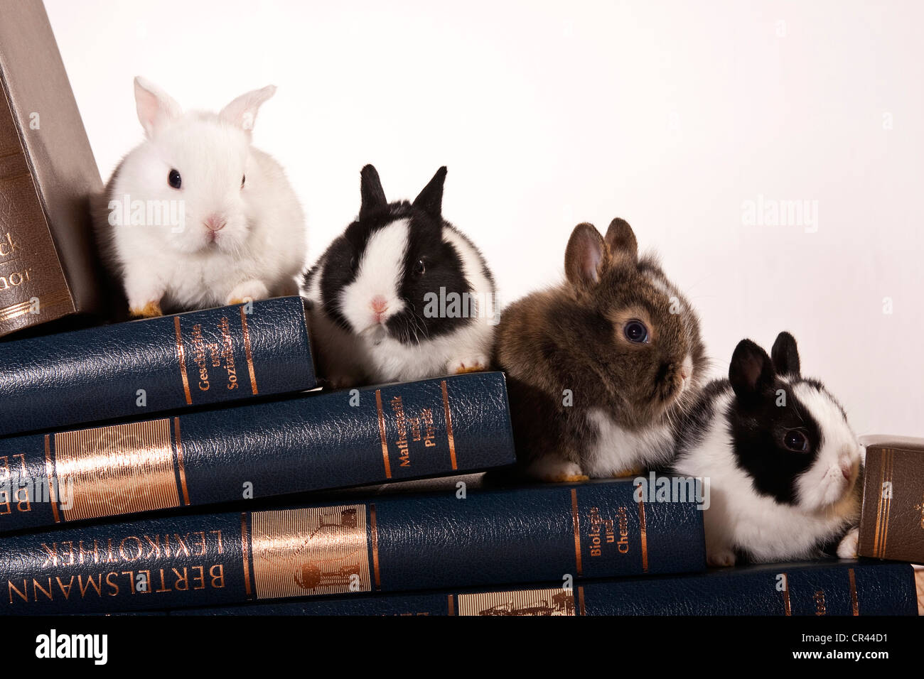 Young dwarf rabbits on leather-bound volumes Stock Photo