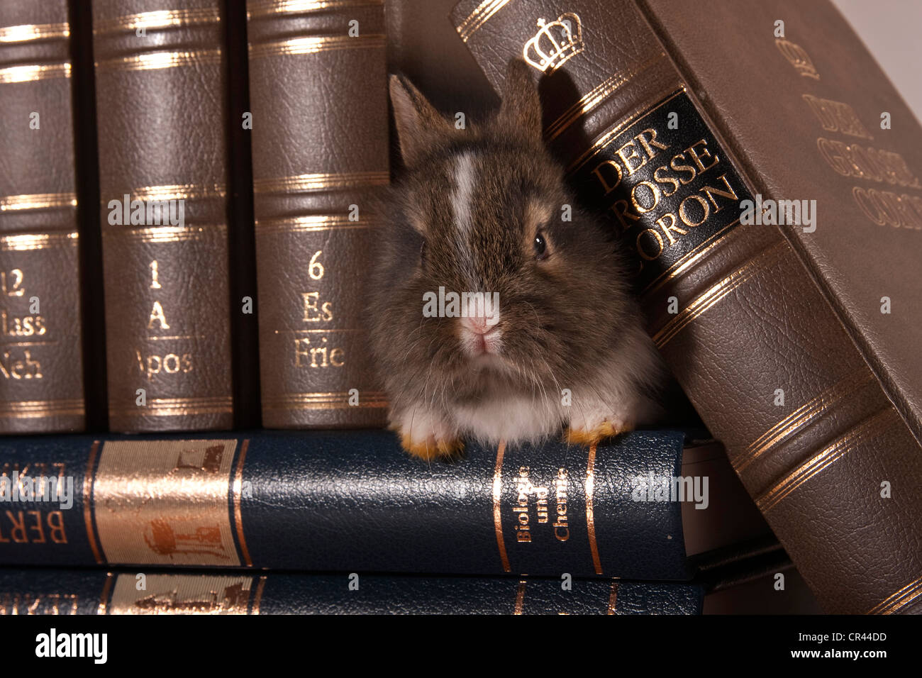 Young dwarf rabbit between leather-bound volumes Stock Photo