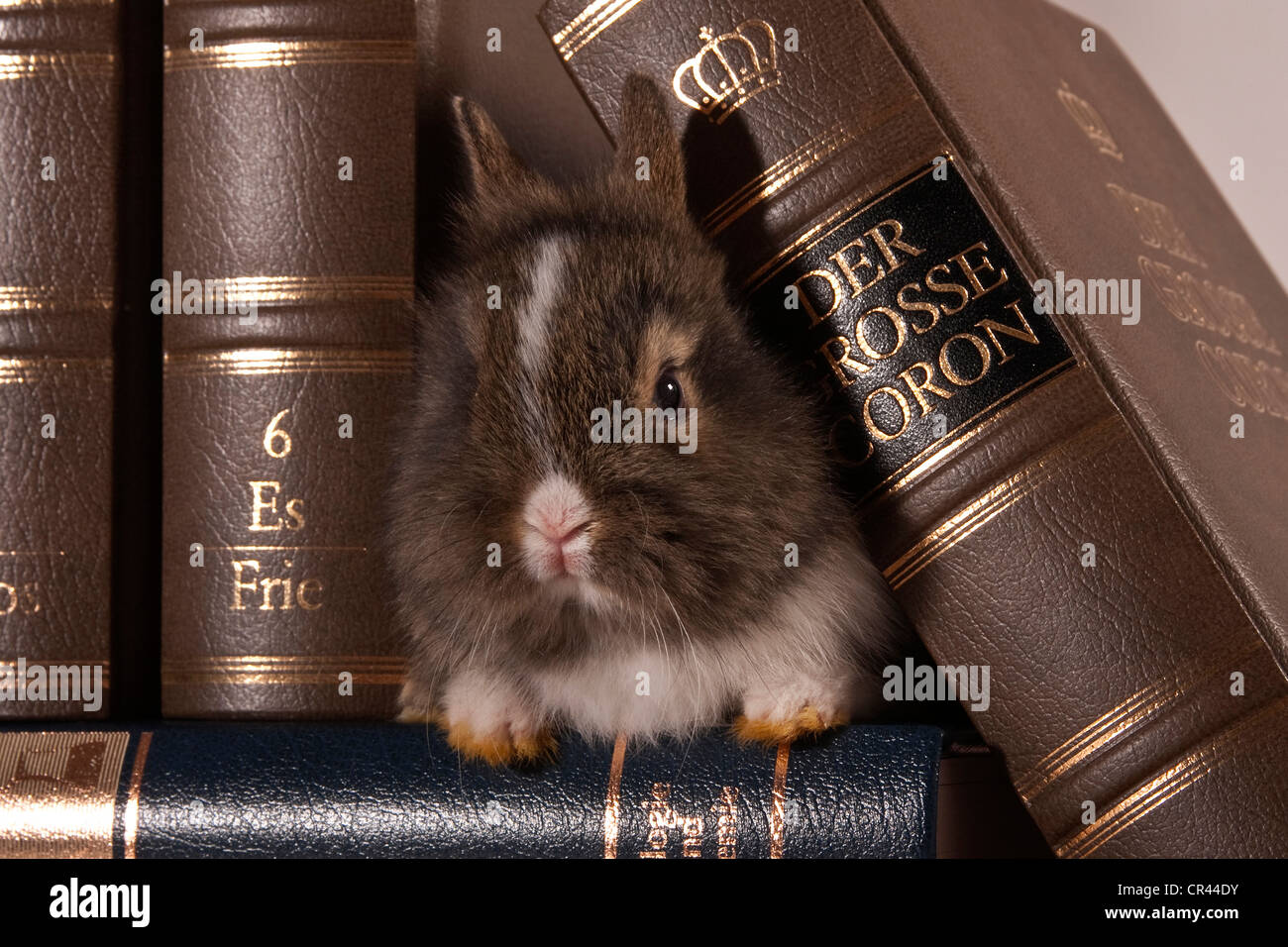 Young dwarf rabbit between leather-bound volumes Stock Photo