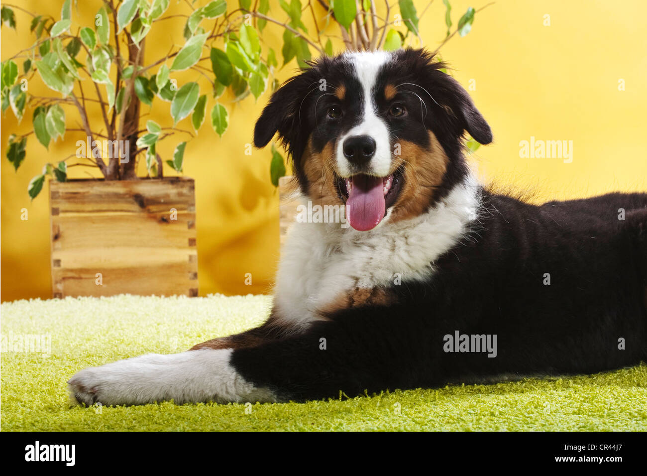 Australian Shepherd puppy, lying in an apartment Stock Photo Alamy