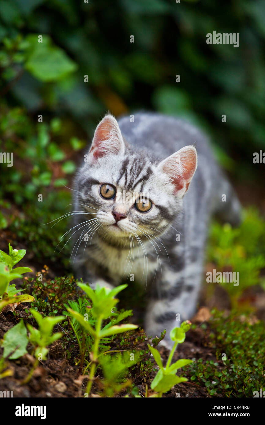 Little blue-golden tabby British Shorthair kitten in the garden Stock Photo