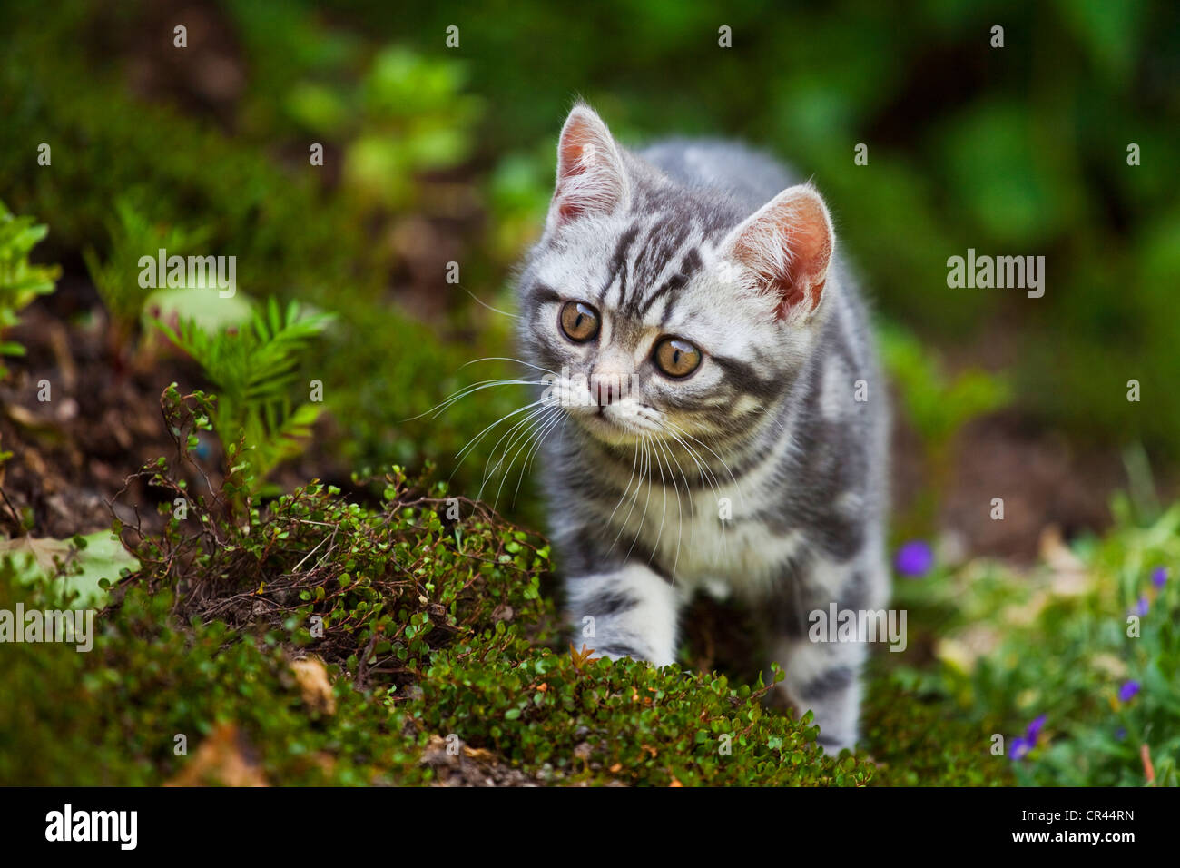 Little blue-golden tabby British Shorthair kitten in the garden Stock Photo