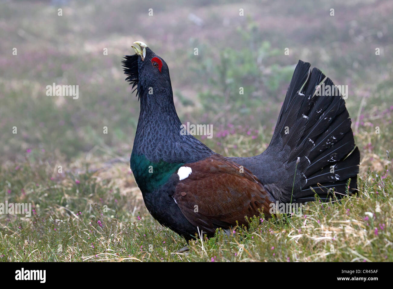 Western Capercaillie or Wood Grouse (Tetrao urogallus Stock Photo Alamy