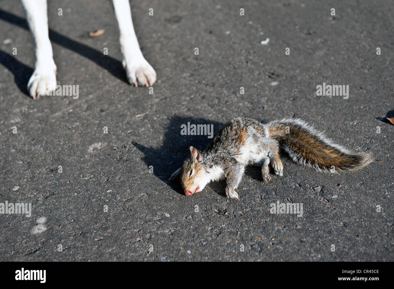 Dead squirrel killed by dog Stock Photo