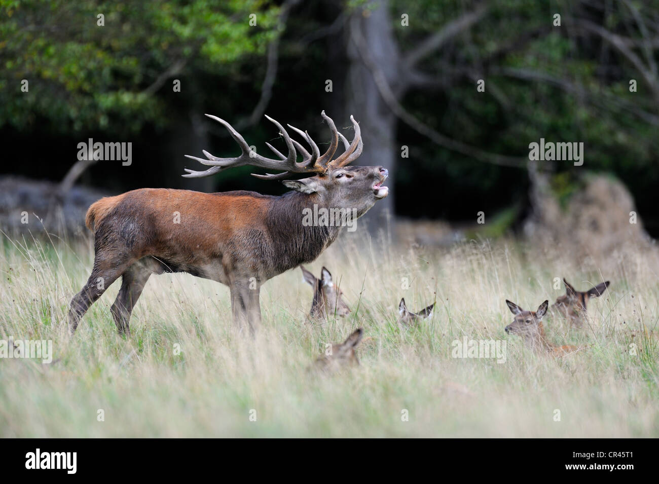 Red Deer (Cervus elaphus), dominant stag with harem or group of hinds, Klampenborg, Copenhagen, Denmark, Scandinavia, Europe Stock Photo