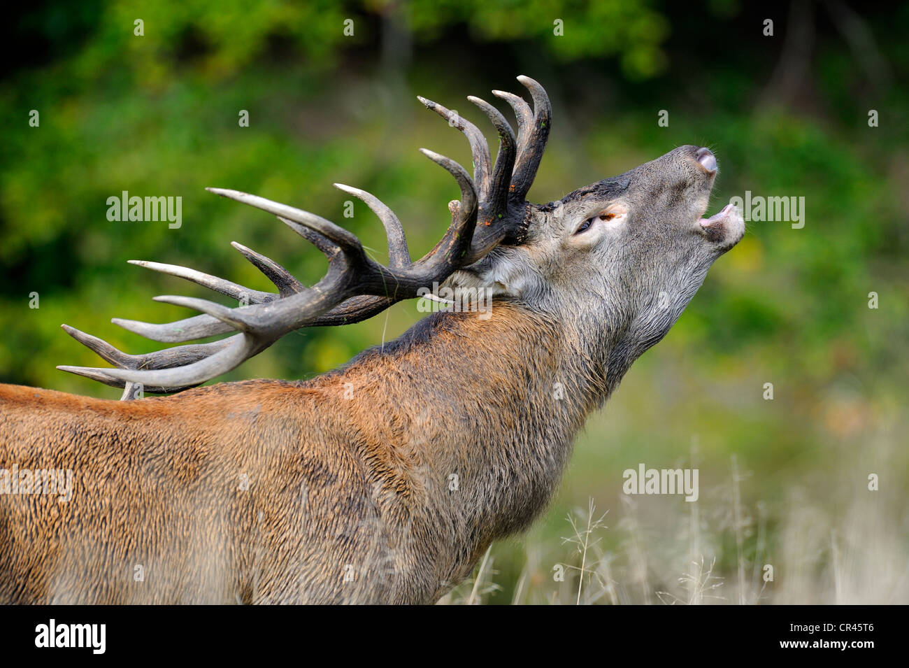Red Deer (Cervus elaphus) bugling stag in the rut, portrait, Klampenborg, Copenhagen, Denmark, Scandinavia, Europe Stock Photo