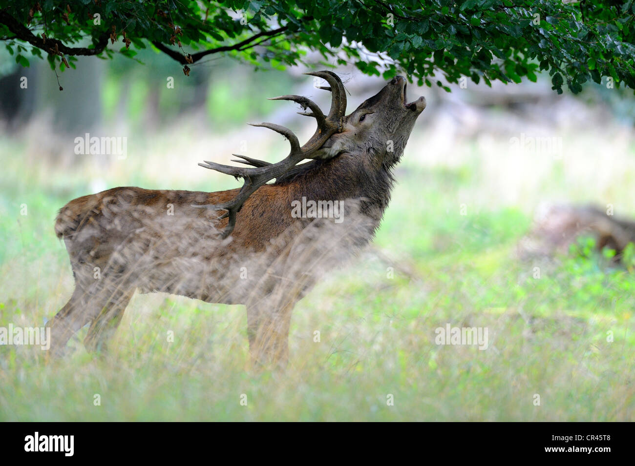 Red Deer (Cervus elaphus) bugling stag in the rut, Klampenborg, Copenhagen, Denmark, Scandinavia, Europe Stock Photo