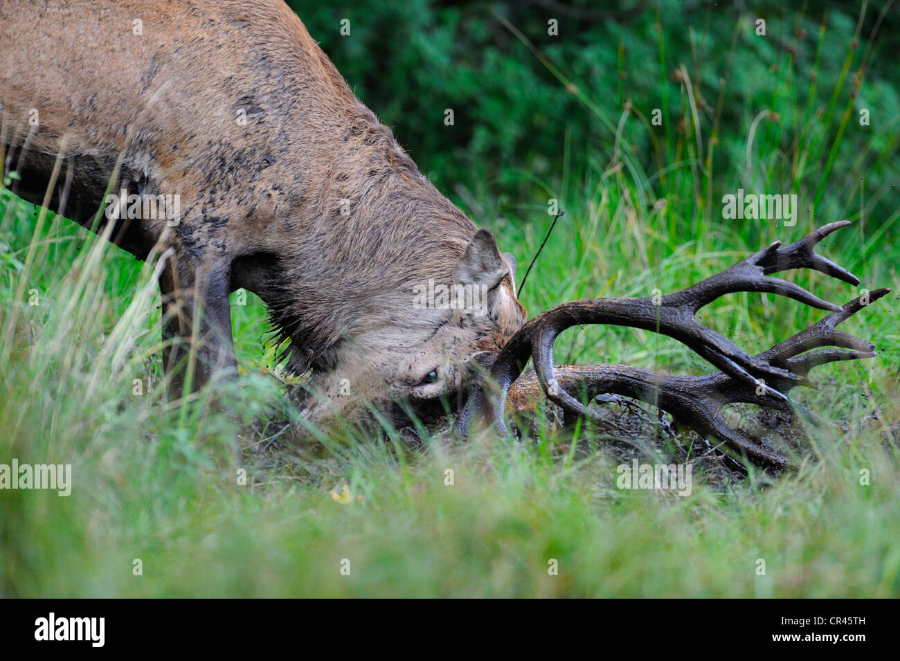 Red Deer (Cervus elaphus), stag in the rut marking his territory, Klampenborg, Copenhagen, Denmark, Scandinavia, Europe Stock Photo