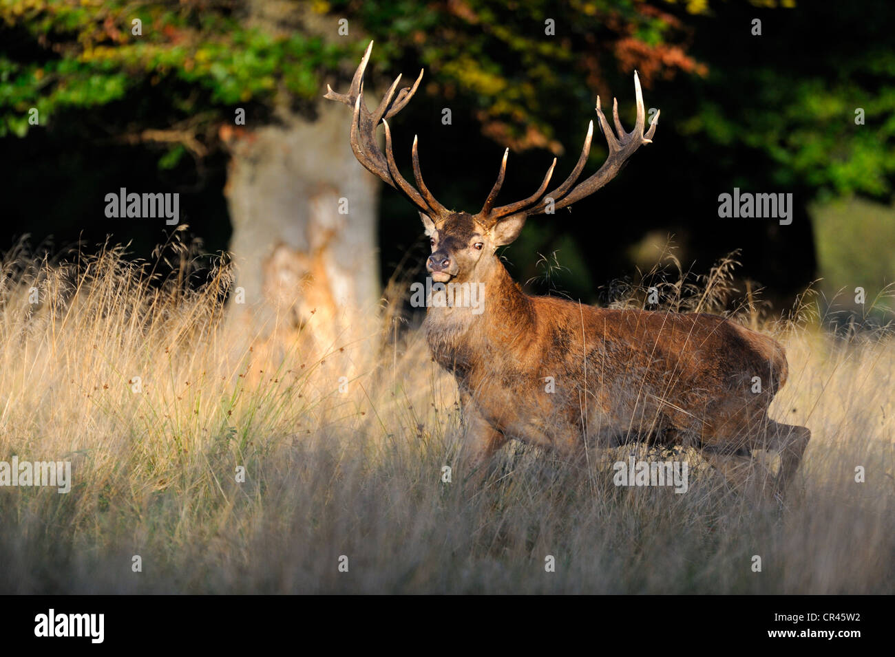 Red Deer (Cervus elaphus) stag in the rut, Klampenborg, Copenhagen, Denmark, Scandinavia, Europe Stock Photo