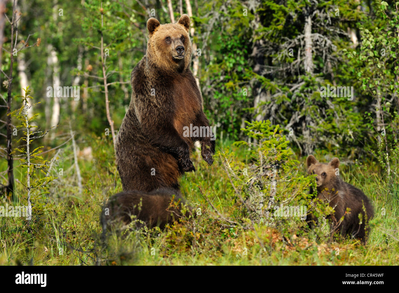 Brown bears (Ursus arctos), female with cubs, keeping watch, Martinselkonen, Karelia, eastern Finland, Finland, Europe Stock Photo