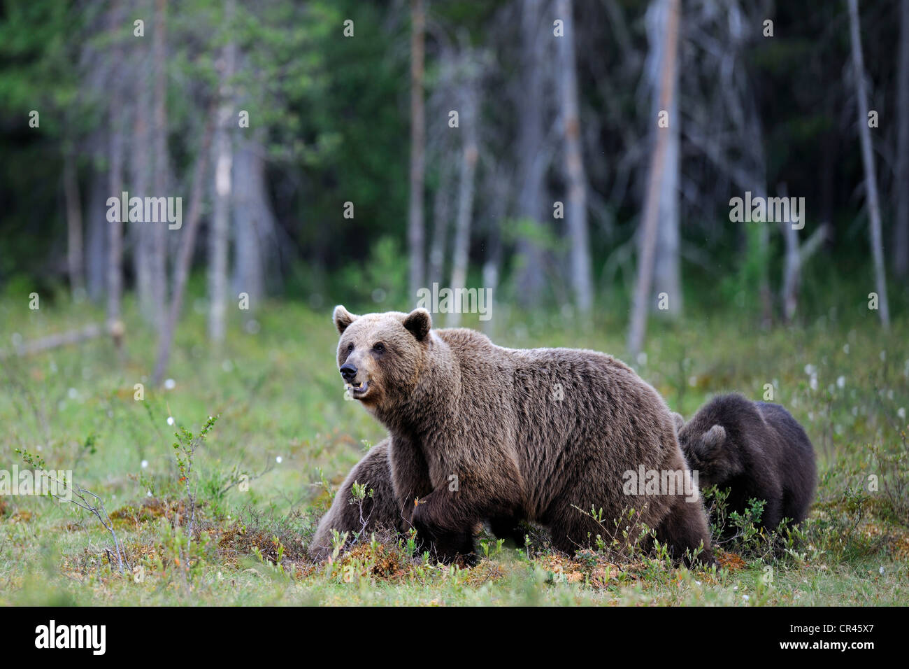 Brown bears (Ursus arctos), female with two cubs in a Finnish marsh, Martinselkonen, Karelia, eastern Finland, Finland, Europe Stock Photo