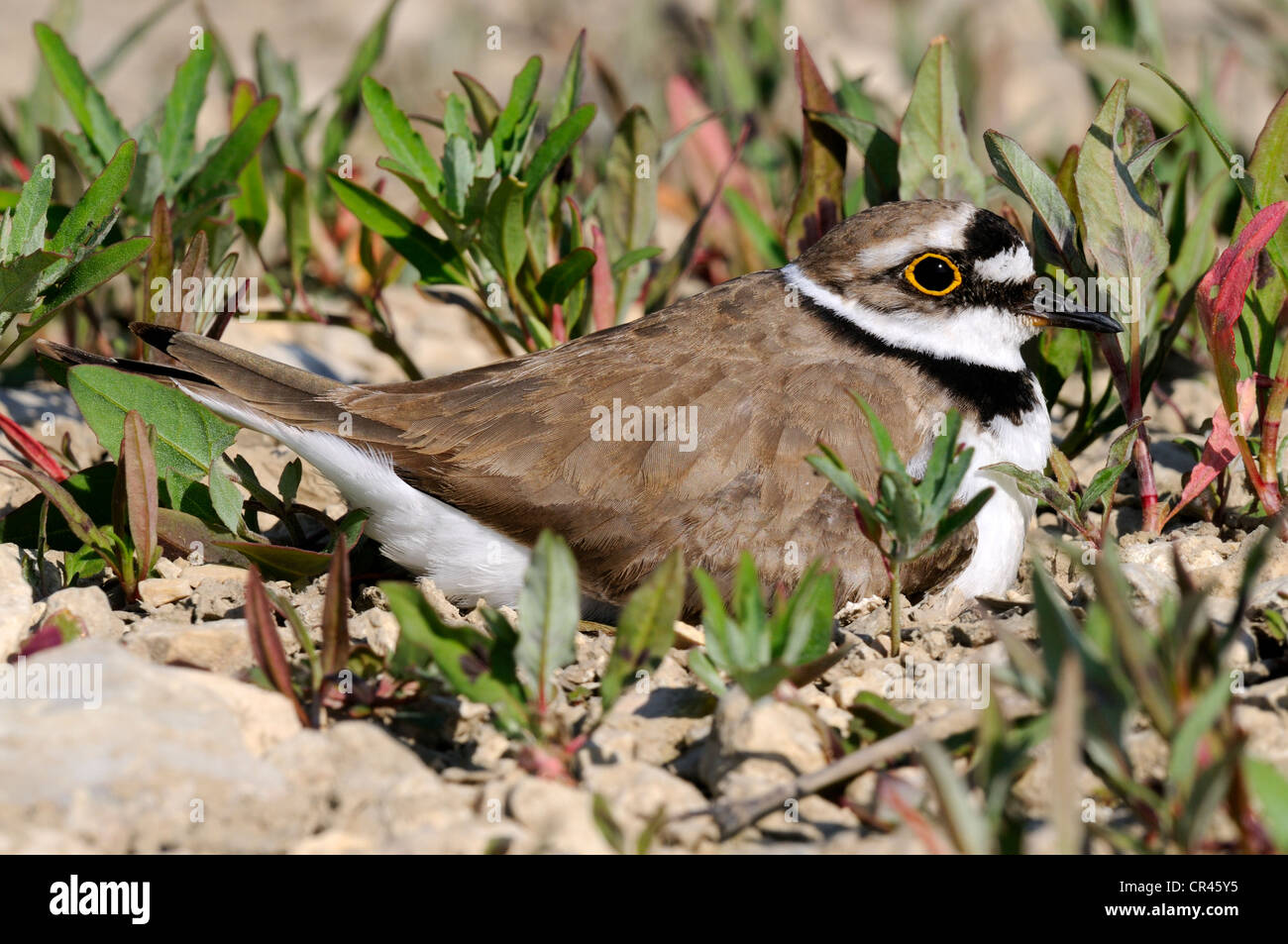 Little ringed plover (Charadrius dubius), brooding, Lechauen, wetlands of the Lech River, Swabia region, Bavaria Stock Photo