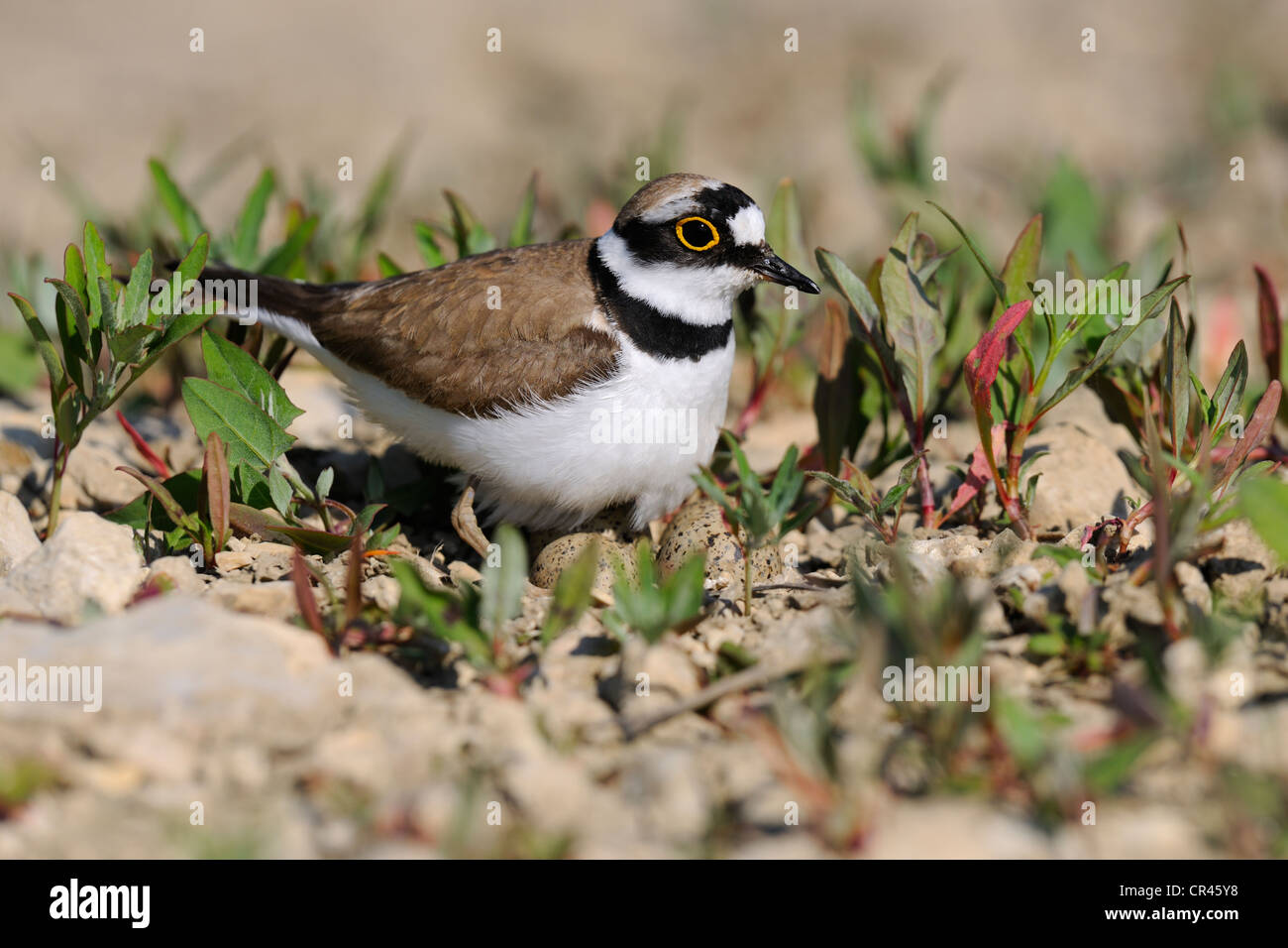 Little ringed plover (Charadrius dubius), at its nest of eggs, Lechauen, wetlands of the Lech River, Swabia region, Bavaria Stock Photo