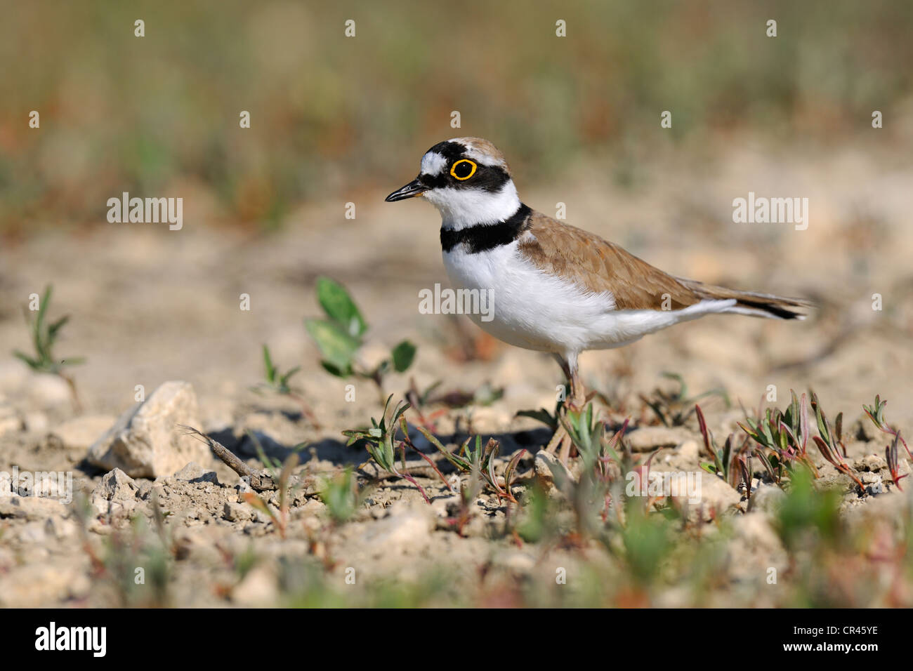 Little ringed plover (Charadrius dubius), Lechauen, wetlands of the Lech River, Swabia region, Bavaria, Germany, Europe Stock Photo