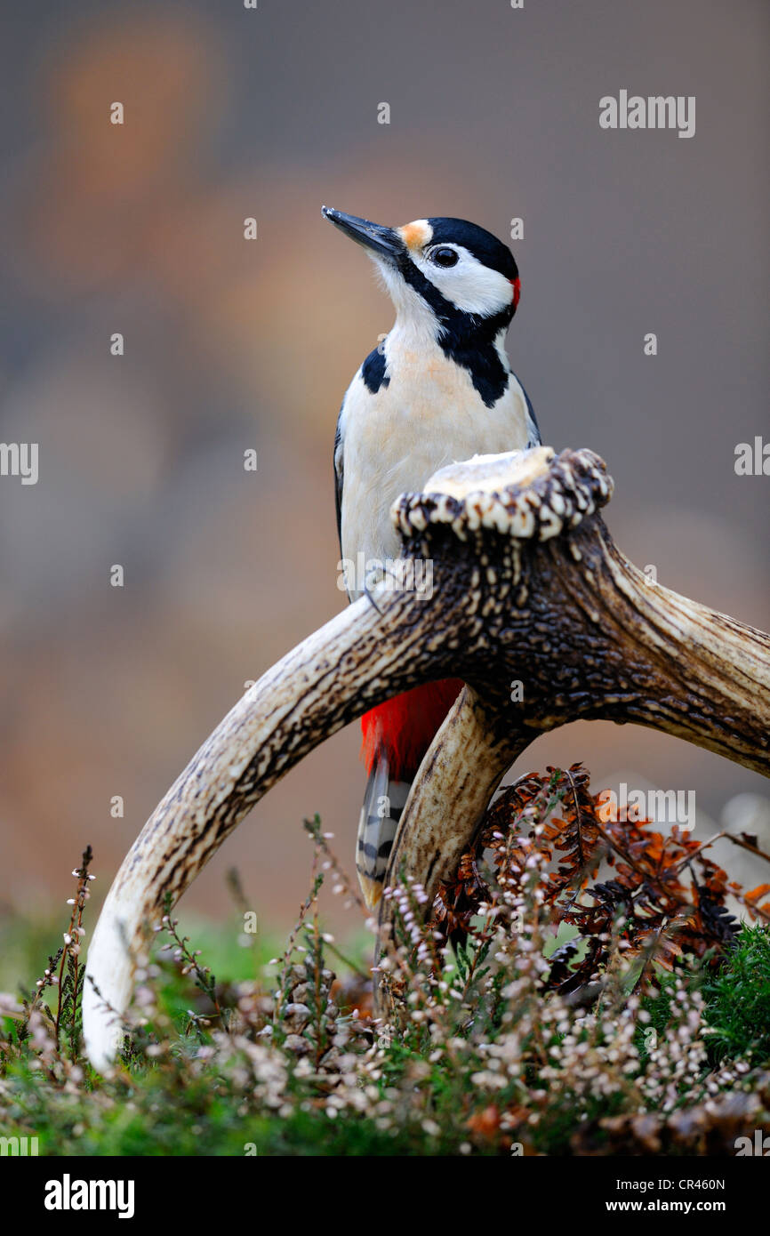 Great Spotted Woodpecker (Dendrocopos major) sitting on the dropped antler of a red deer (Cervus elaphus), Biosphaerengebiet Stock Photo