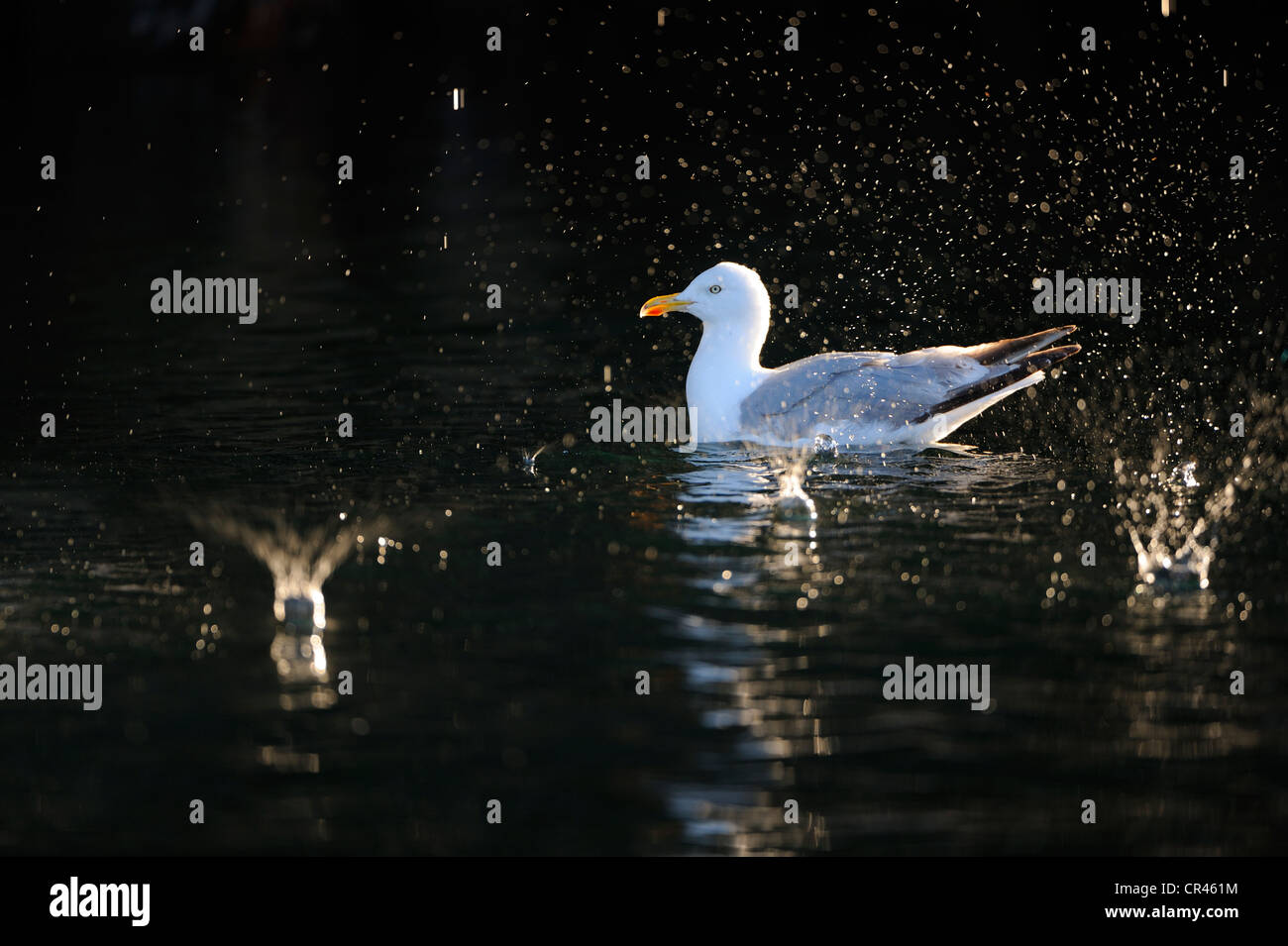 European Herring gull (Larus argentatus), with water drops, backlight, Flatanger, Nordtrondelag, Norway, Scandinavia, Europe Stock Photo