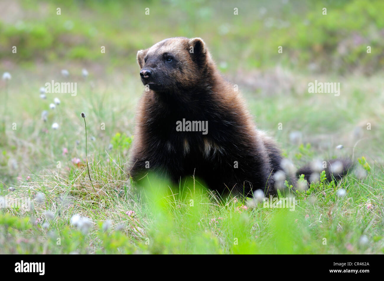 Skunk Bear High Resolution Stock Photography and Images - Alamy