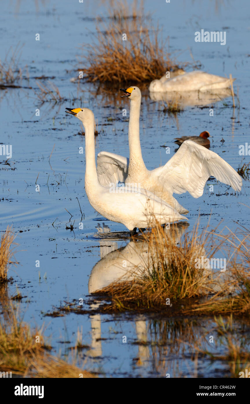 Whooper swans (Cygnus cygnus), courting breeding pair, Hornborgasjoen, Vaestergoetland, Sweden, Scandinavia, Europe Stock Photo