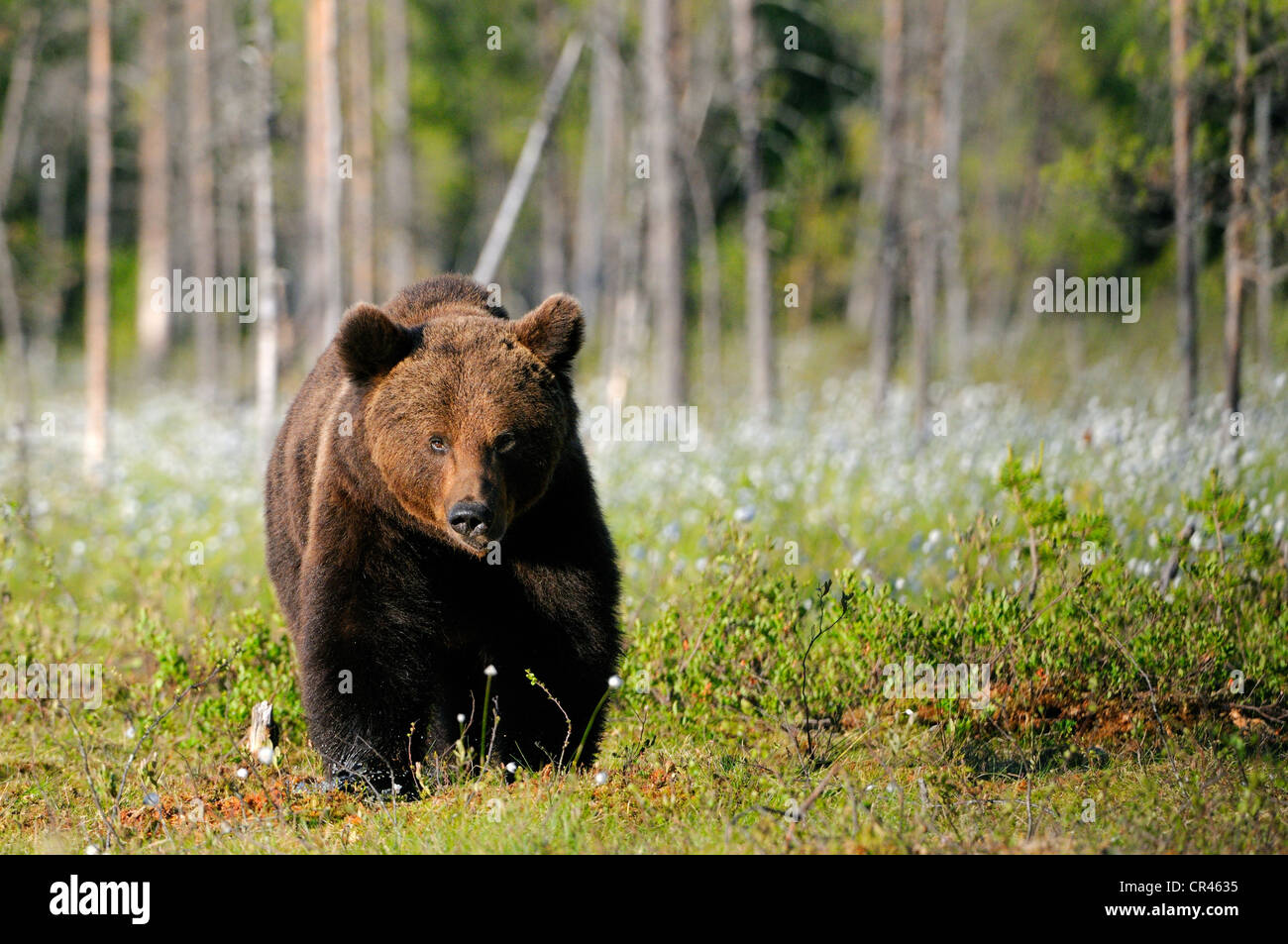 Brown bear (Ursus arctos), Finnish marshland with cotton grass, Karelia, eastern Finland, Finland, Scandinavia, Europe Stock Photo