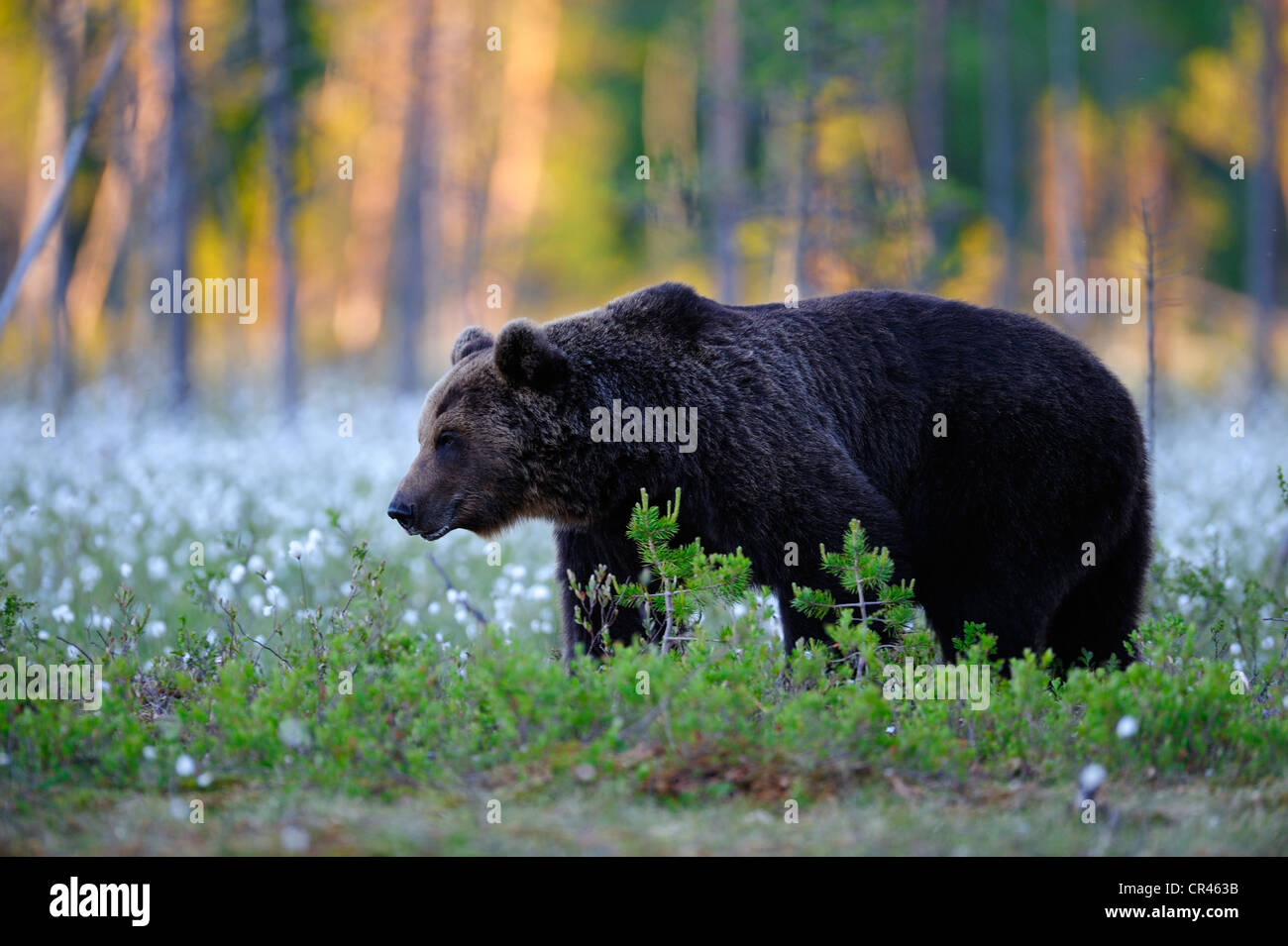 Brown bear (Ursus arctos) at dusk, Finnish marshland with cotton grass, Karelia, eastern Finland, Finland, Scandinavia, Europe Stock Photo