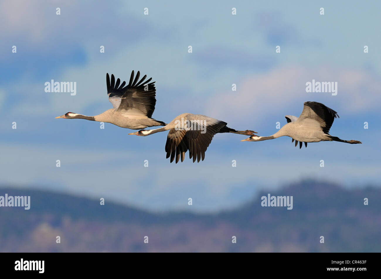 Common or Eurasian Cranes (Grus grus), crane family in flight, Lake Hornborga, Hornborgasjoen, Vaestergoetland, Sweden Stock Photo