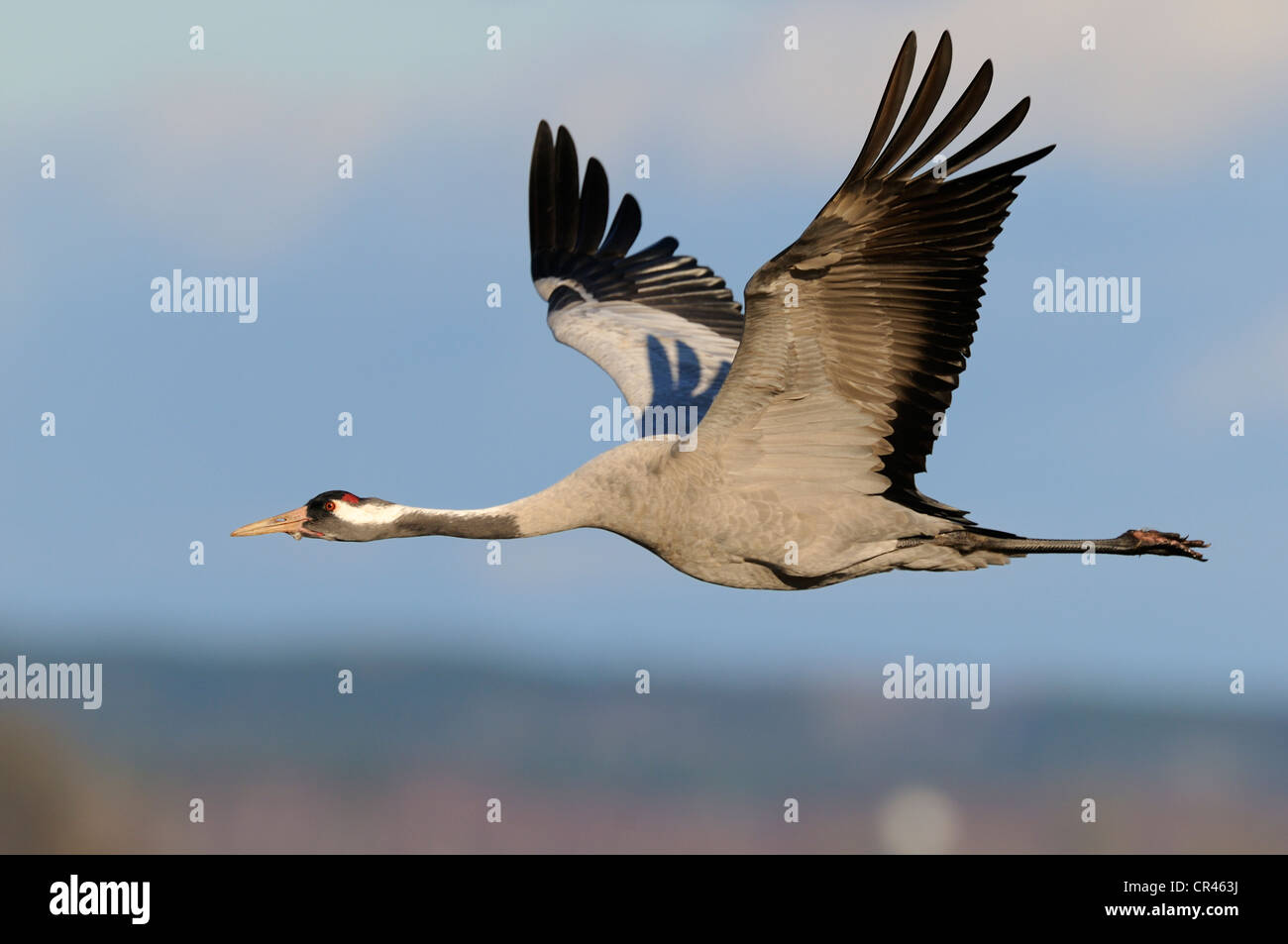 Common or Eurasian Crane (Grus grus), in flight, Lake Hornborga, Hornborgasjoen, Vaestergoetland, Sweden, Scandinavia, Europe Stock Photo