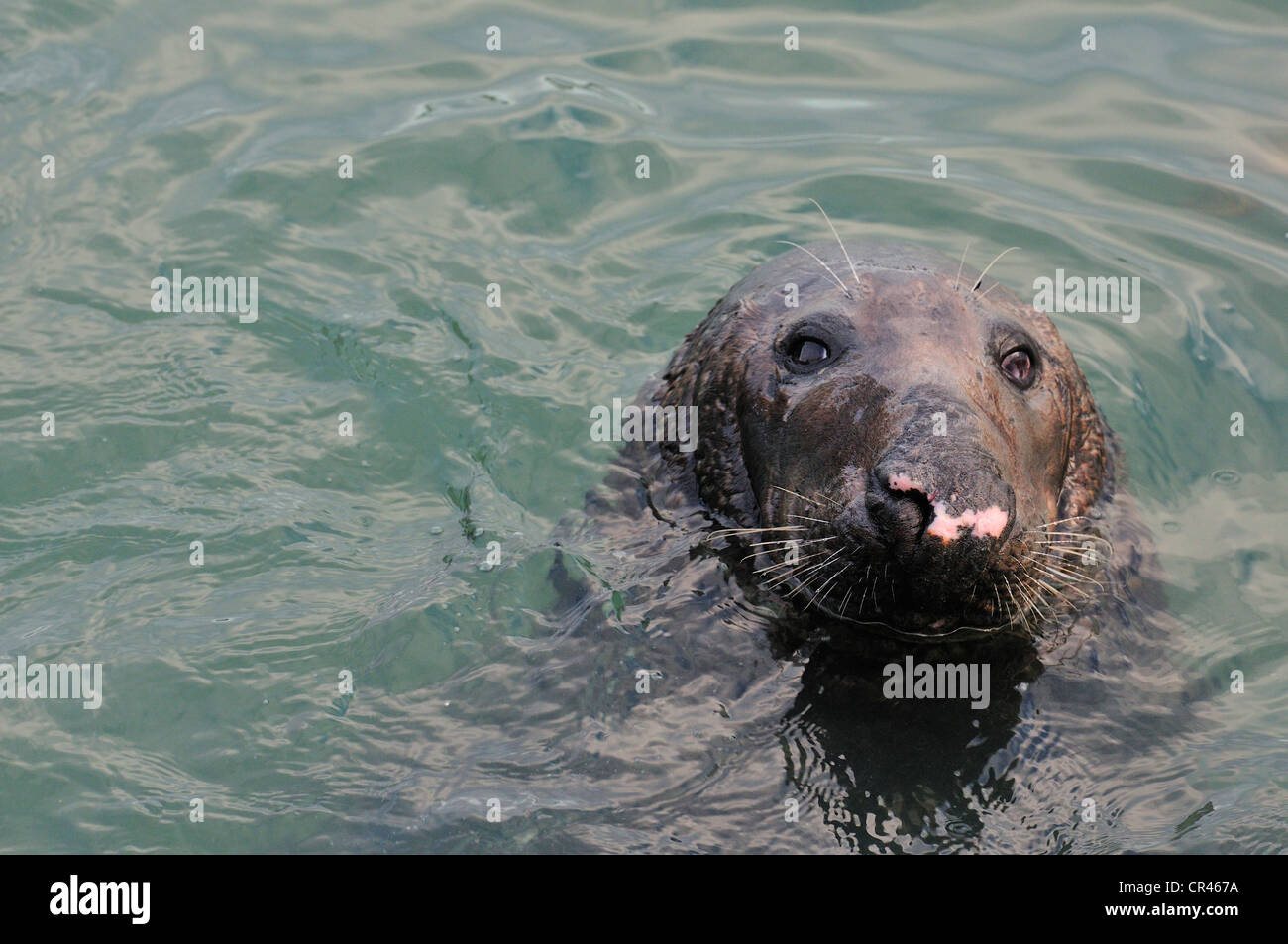 Grey Seal Halichoerus grypus, Phocidae, Howth, Dublin, Ireland, Europe Stock Photo