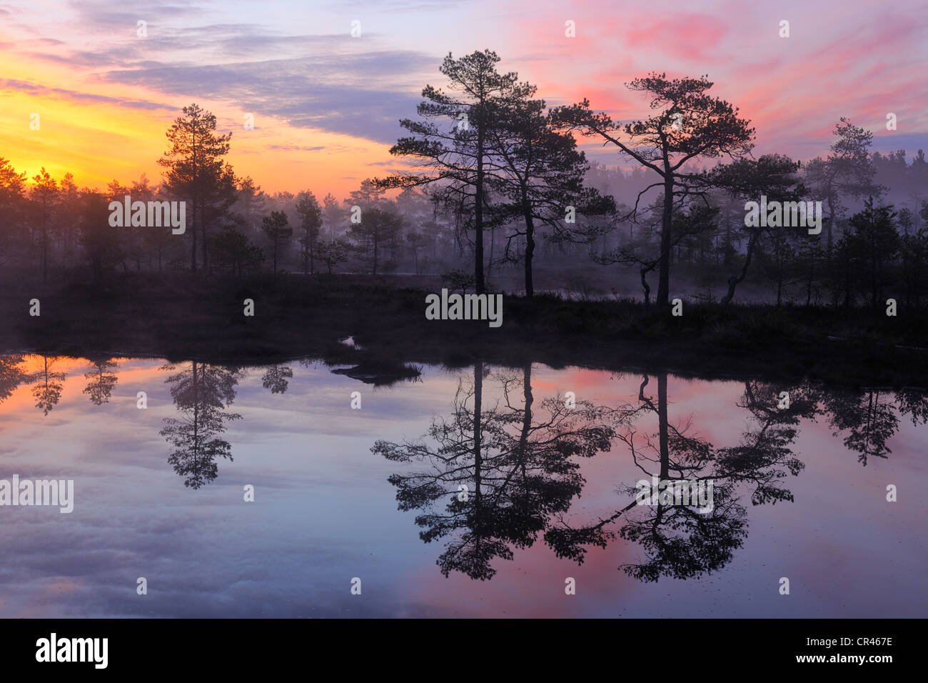 Early morning, dawn, in the swamp, Dalarna, Sweden, Scandinavia, Europe Stock Photo