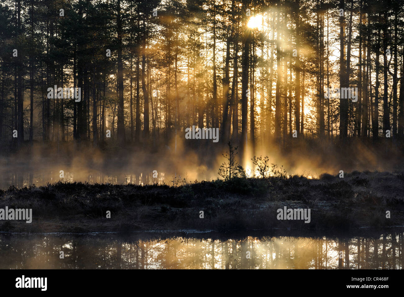 Early morning, dawn, in the swamp, Dalarna, Sweden, Scandinavia, Europe Stock Photo