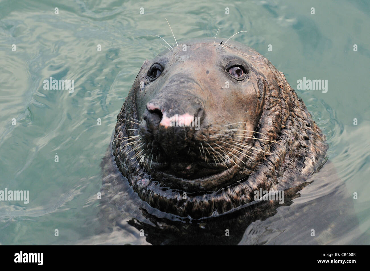 Grey Seal Halichoerus grypus, Phocidae, Howth, Dublin, Ireland, Europe Stock Photo