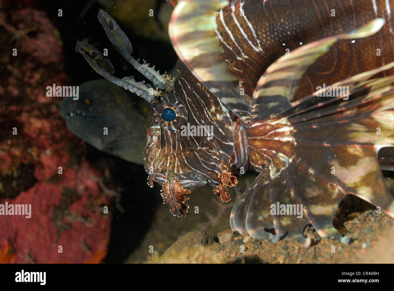 Lion fish or scorpion fish Pteois volitans, Scorpenidae Tulamben, Bali, Indonesia, Indo-pacific ocean Stock Photo
