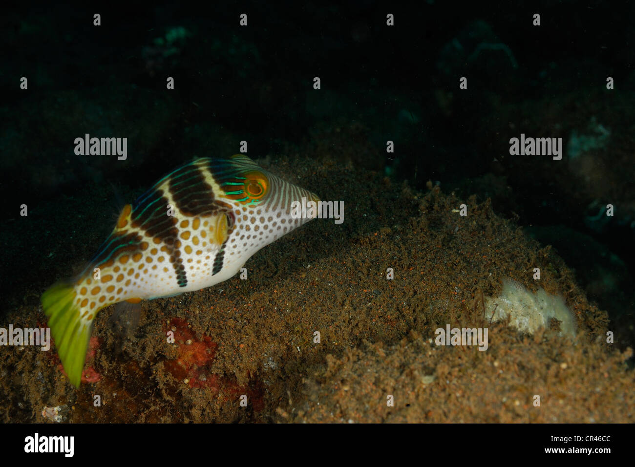 Saddle Valentini Puffer Canthigaster valentini, Tetraodontidae, Tulamben, Bali, Indonesia, Indo-pacific Ocean Stock Photo