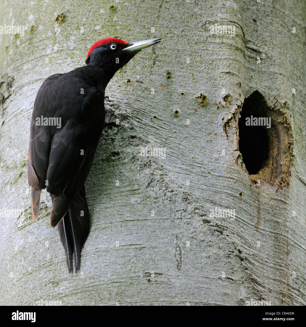 Black Woodpecker (Dryocopus martius) at nest hole in a beech (Fagus sylvatica), Biosphaerenreservat Schwaebische Alb or Swabian Stock Photo
