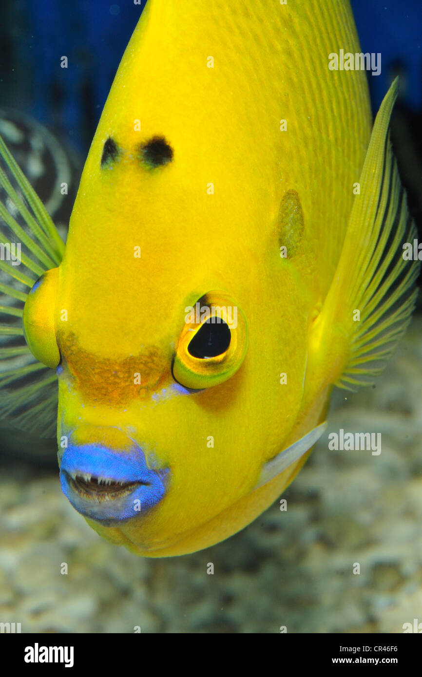Flagfin Angelfish or Threespot angel fish Apolemichthys trimaculatus, Pomacanthidae, Indo-pacific Ocean Stock Photo