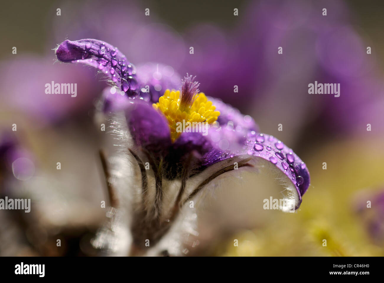 Pasque Flower (Pulsatilla vulgaris), covered in dew drops, flower, Swabian Mountains Biosphere Reserve Stock Photo