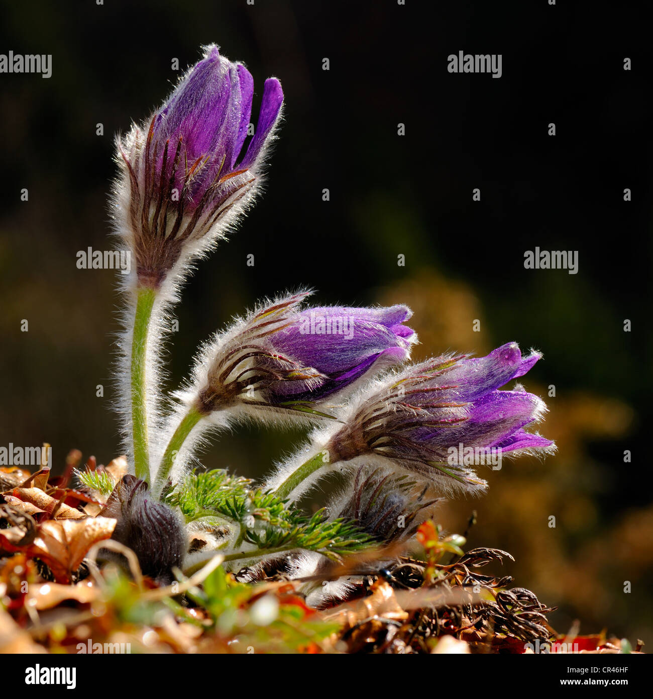 Pasque Flower (Pulsatilla vulgaris), flowering group, Swabian Mountains Biosphere Reserve, UNESCO World Heritage Site Stock Photo