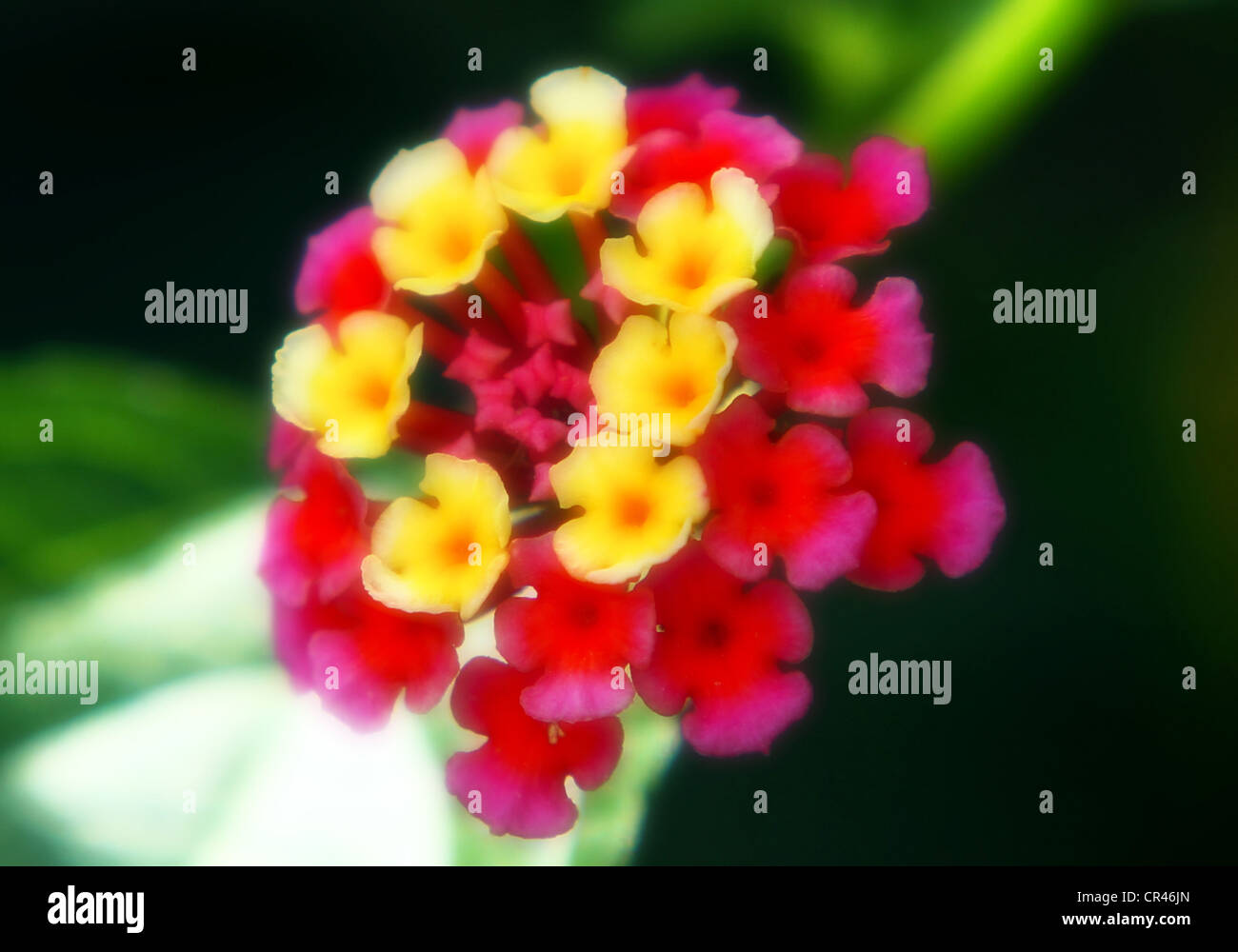 Late afternoon in the garden at Brookside. Stock Photo
