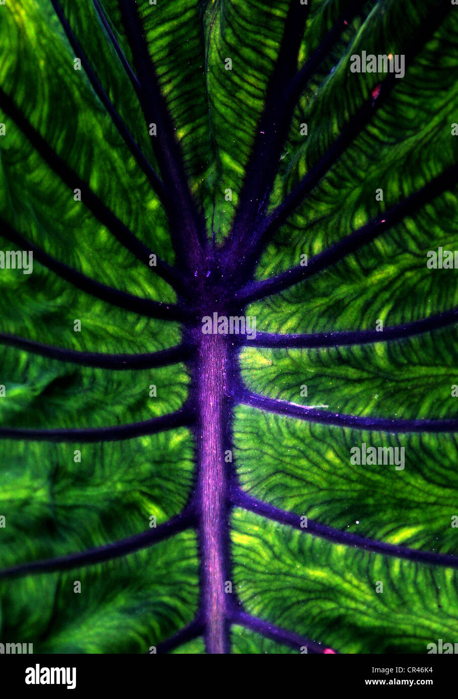 GREEN VEINS Stock Photo
