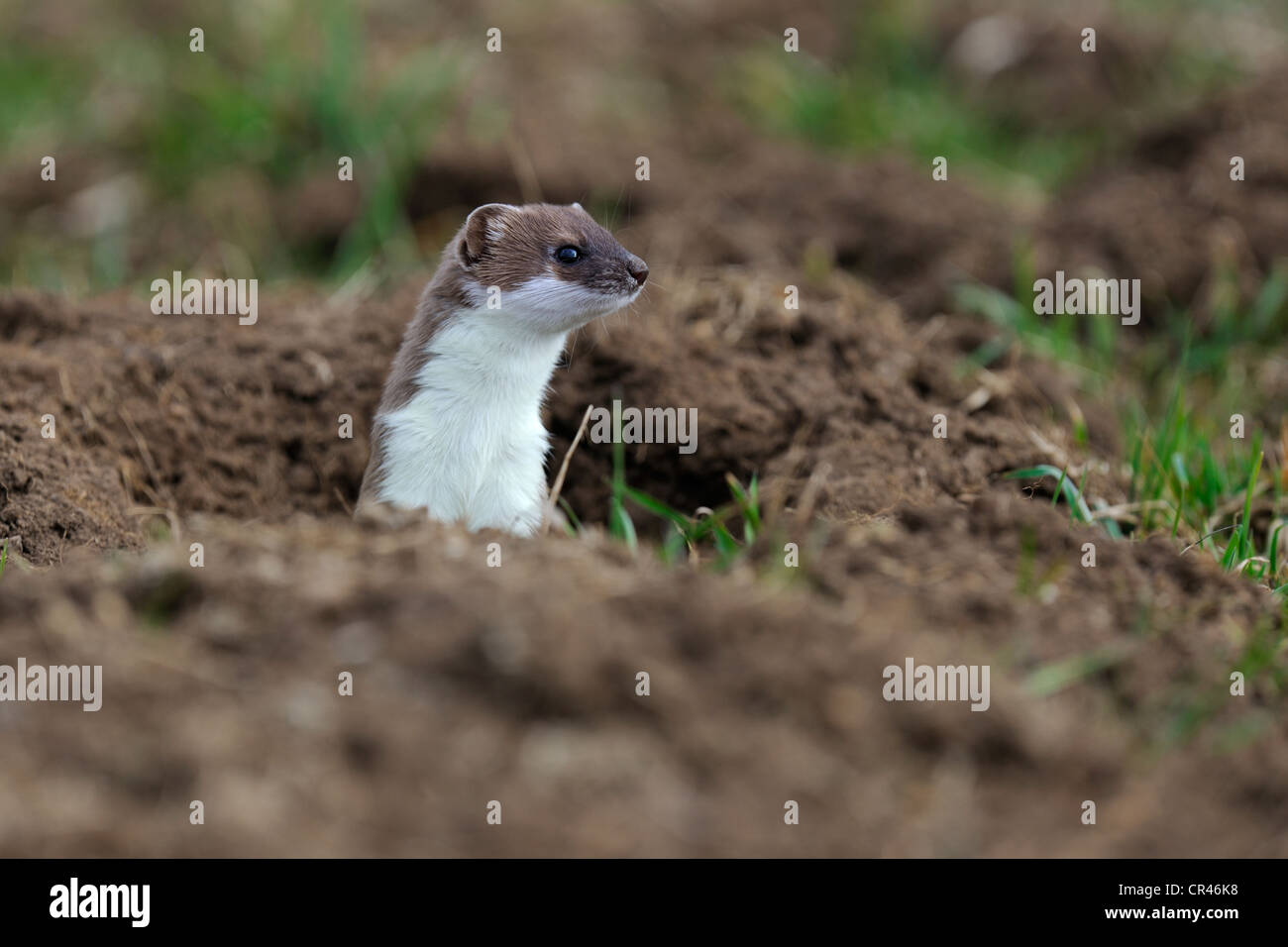 Stoat, ermine or short-tailed weasel (Mustela erminea), in summer coat, guardingly looking out of its burrow, Stock Photo