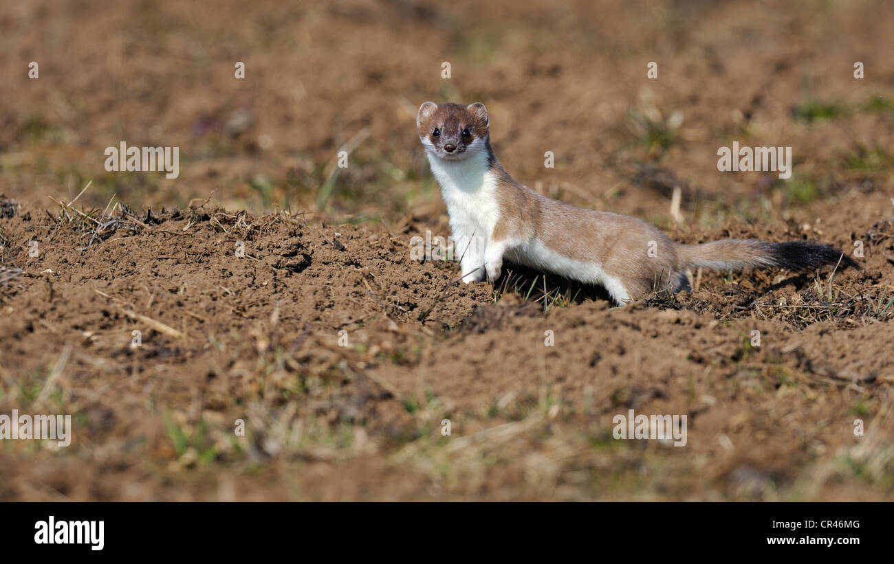 Stoat, ermine or short-tailed weasel (Mustela erminea), in summer coat, Biosphaerenreservat Schwaebische Alb biosphere reserve Stock Photo
