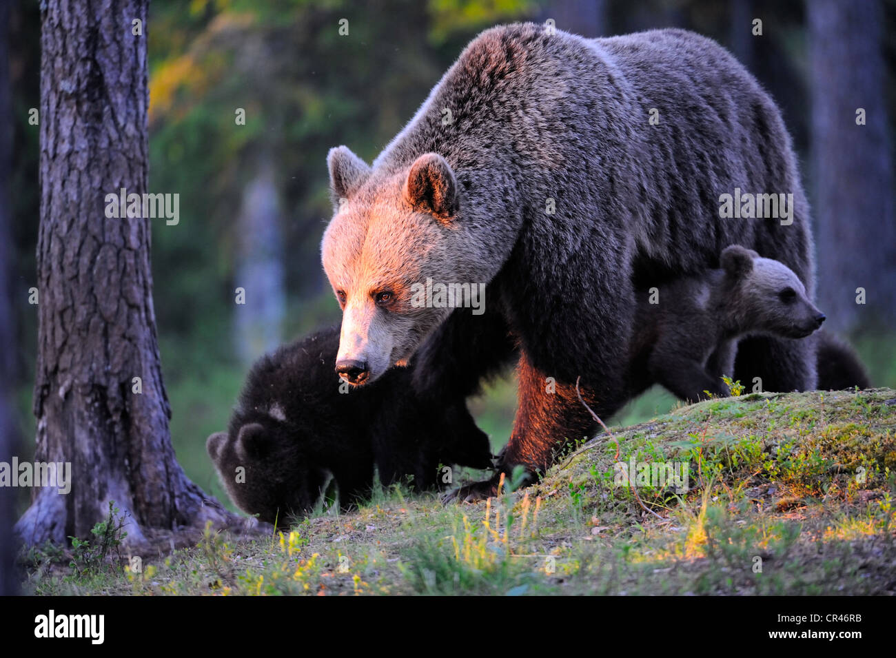 Brown bear (Ursus arctos) female with little cubs in a coniferous forest, Karelia, Eastern Finland, Europe Stock Photo