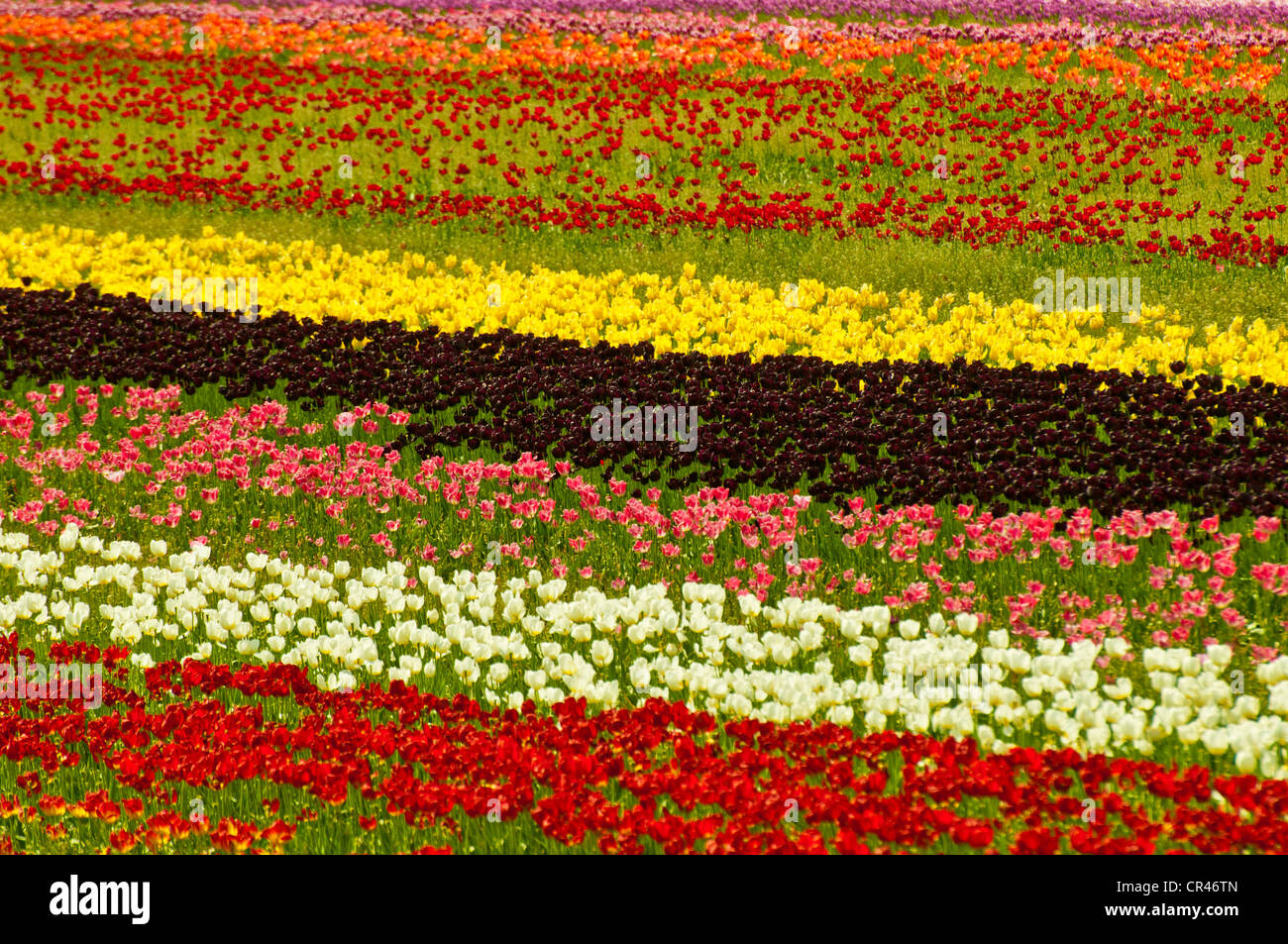 Rows of spring tulip flowers in bloom. USA Stock Photo - Alamy