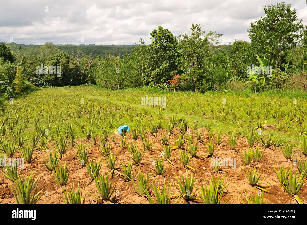 Aloe vera, Pacung, Bali, Indonesia, Asia Stock Photo