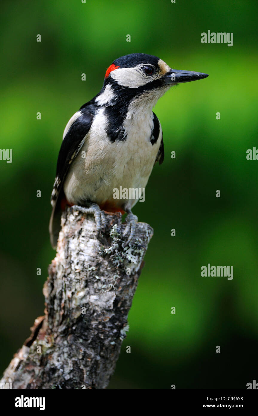 Great Spotted Woodpecker (Dendrocopos major), male perched on a birch trunk, Karelia, Eastern Finland, Finland, Europe Stock Photo