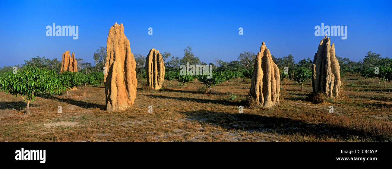 Australia, Territoire du Nord, Litchfield National Park, Mound-building termites Stock Photo