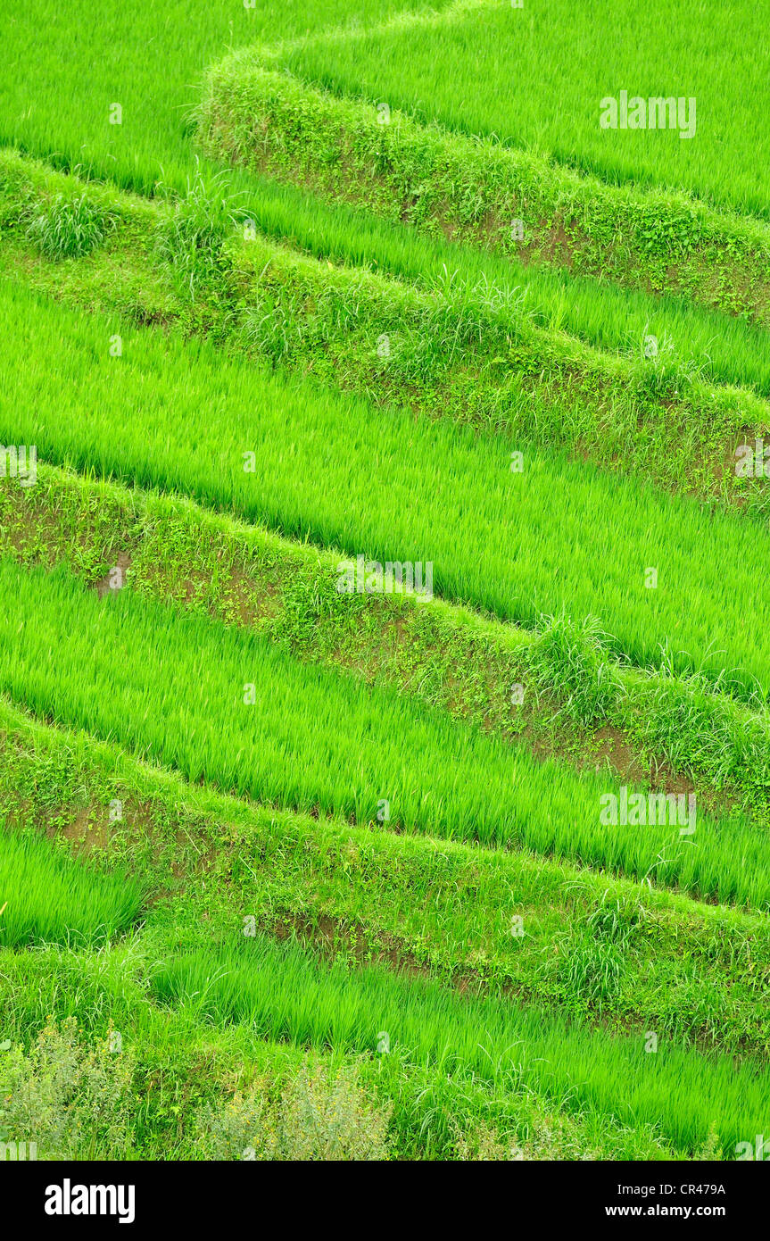Rice terraces, Jatiluwih Tabanan, Bali, Indonesia, Asia Stock Photo