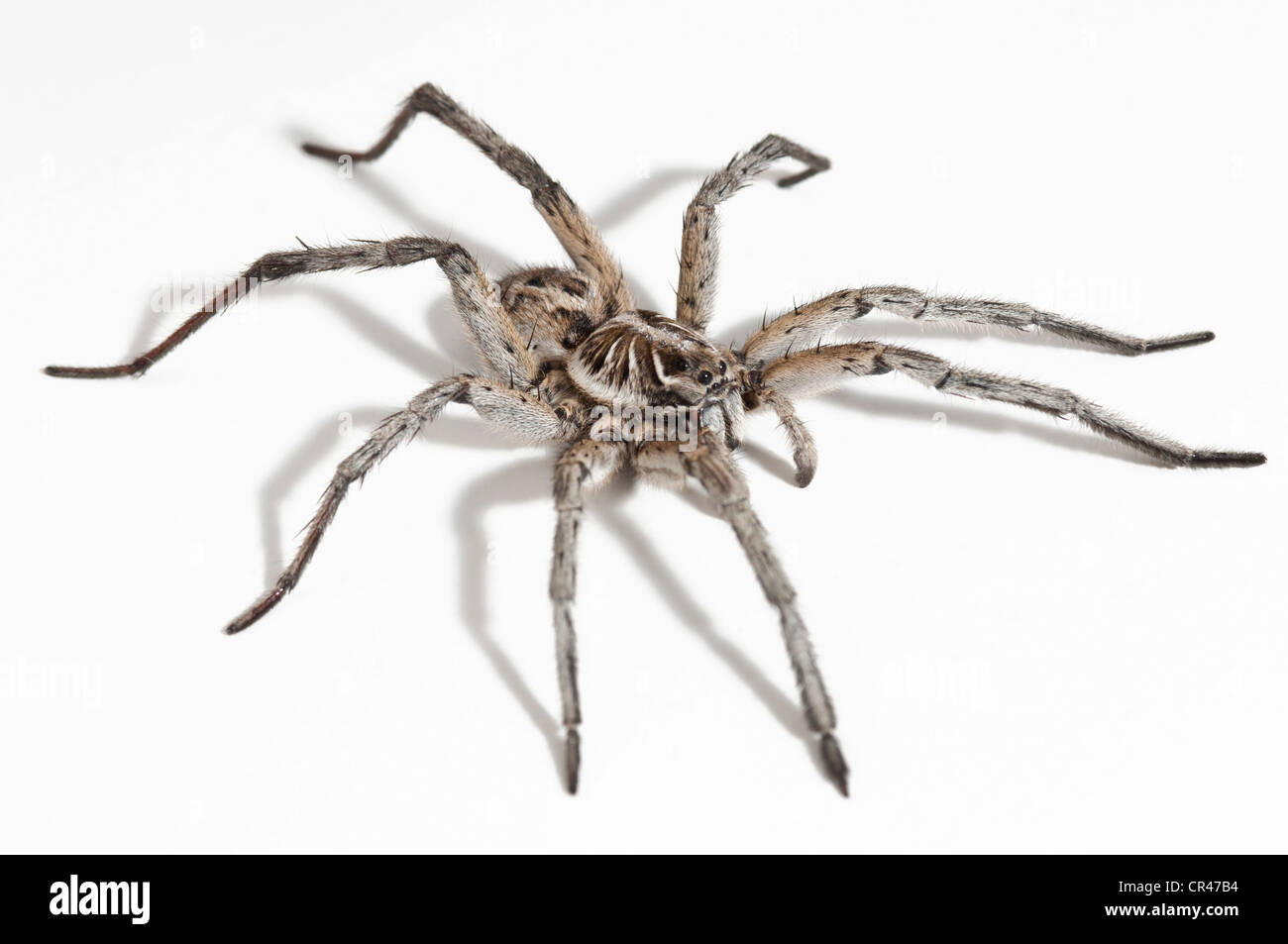 Male wolf spider Stock Photo