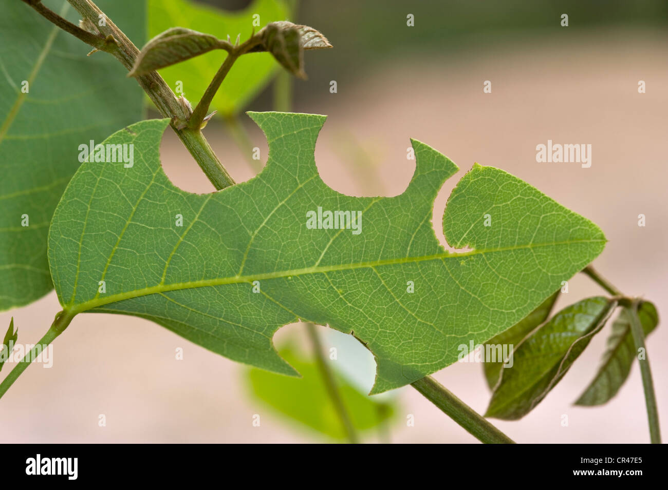 Leafcutter bee damage hires stock photography and images Alamy