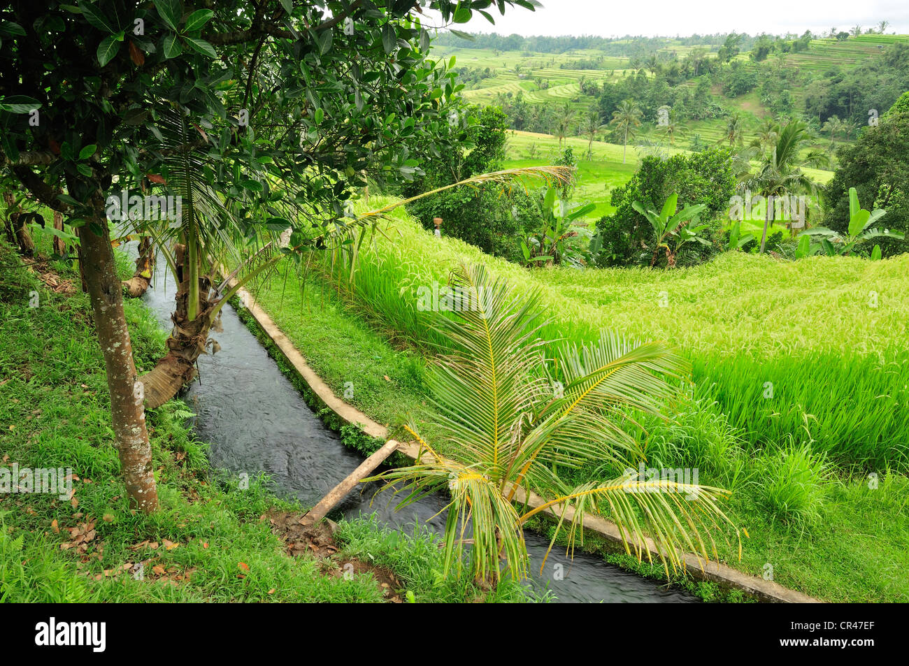 Rice terraces, Jatiluwih Tabanan, Bali, Indonesia, Asia Stock Photo